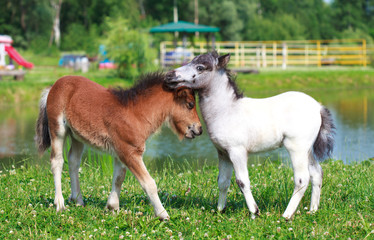 Two mini horses Falabella playing on meadow in summer