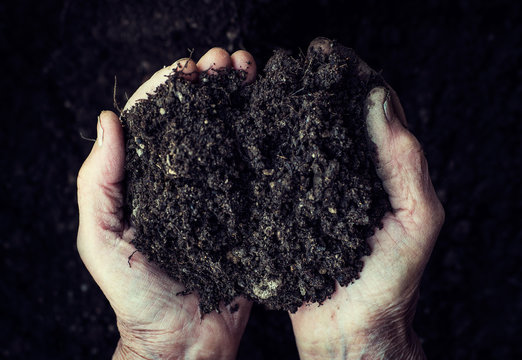 Old woman hands holding fresh soil. Symbol of spring and ecology concept - Powered by Adobe