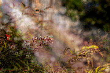 dreamy sweet flowers, with bokeh and defocused design