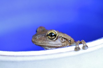 Frog on a pot