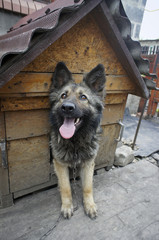Home dog on a chain peeking out of the booth