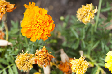 beautiful flower orange and yellow