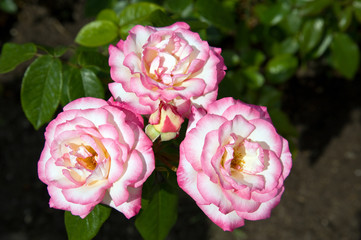 Rosenblüten