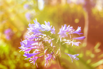 dreamy sweet flowers design with blurred and defocused, bokeh style