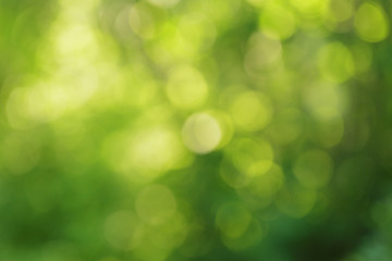 Fototapeta na wymiar natural green summer bokeh background