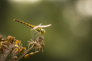 Common Darter in the golden hour