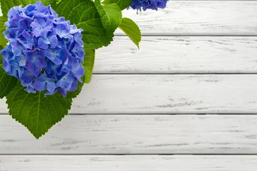 Garden poster Hydrangea Blue hydrangea background