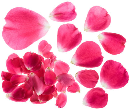 Rose petals isolated