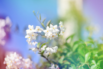dreamy sweet flowers design with blurred and defocused, bokeh style