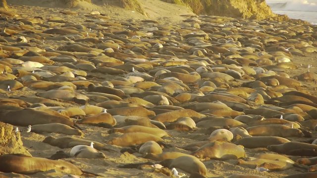 Colony of Elephant Seals in Central California
