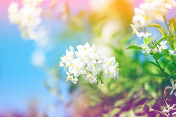dreamy sweet flowers design with blurred and defocused, bokeh style - 85902806