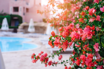 Fototapeta na wymiar Flowering bush on the hotel in Egypt