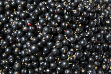 currants