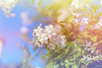 dreamy sweet flowers design with blurred and defocused, bokeh style - 85903027