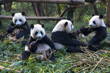 Fototapeta premium パンダ