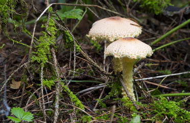 Mushrooms in the wood