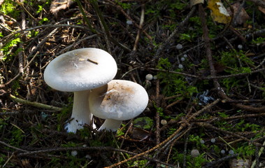 Mushrooms in the wood
