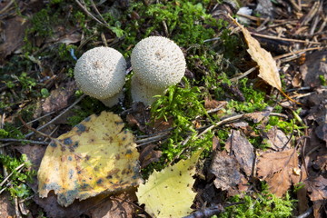 Mushrooms in the wood
