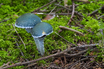 Mushrooms in the wood