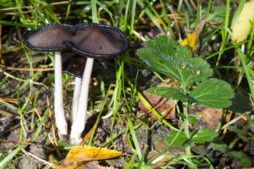 Mushrooms in the wood