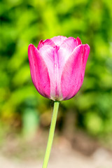 Pink tulip