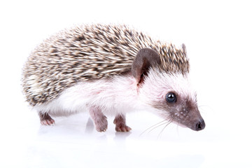 Hedgehog
