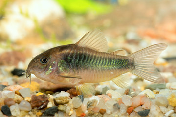 Fototapeta premium Corydoras fish
