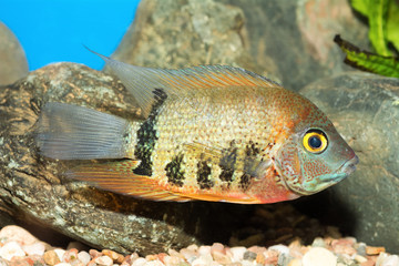 Obraz na płótnie Canvas Cichlid fish