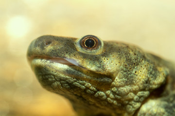 Head salamander
