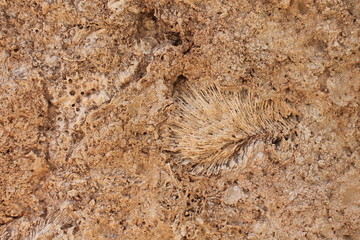 coral, material, mineral, ancient, macro
