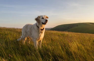 Foto op Plexiglas Hond hond blij in het veld bij zonsondergang