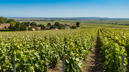 Fototapeta na wymiar Vineyards,Champagne Region,France