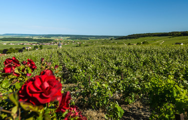 Fototapeta na wymiar Vineyards.Champagne Region,France.