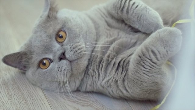 SLOW MOTION: Very cute cat with big orange eyes, grey scottish fold, lies on a floor. Furry funny cat staring at you.