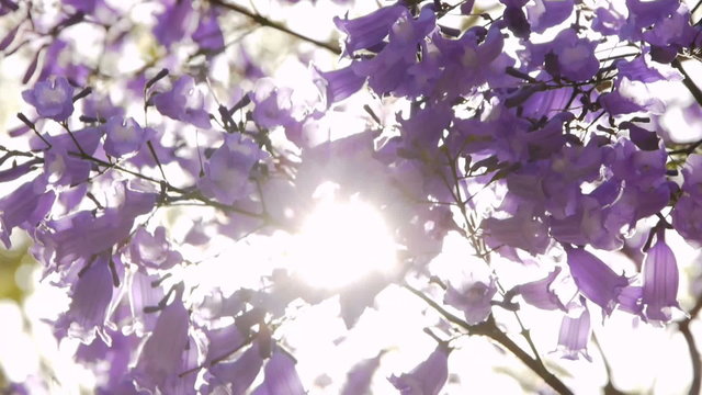 Jacaranda Tree at full bloom in Southern California streets
