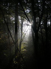 Fototapeta premium Sonnenstrahlen im Wald