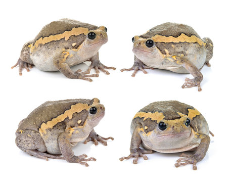 Chubby frog on white background