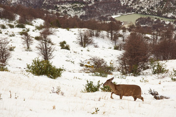 Guemal (Hippocamelus bisulcus) in deep snow on a mountain side in winter in Torres del Paine National Park, Chile. Endangered species also sometimes known as the South Andean Deer or Huemul Chileno.