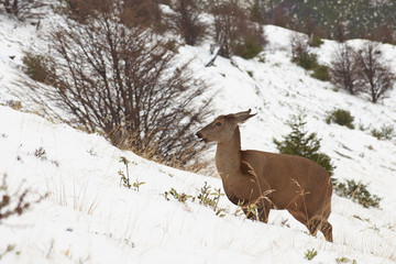Fototapeta premium Guemal (Hippocamelus bisulcus) in deep snow on a mountain side in winter in Torres del Paine National Park, Chile. Endangered species also sometimes known as the South Andean Deer or Huemul Chileno.