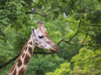 Head of Rothschilds Giraffe (Giraffa camelopardalis rothschildi) in front of green trees