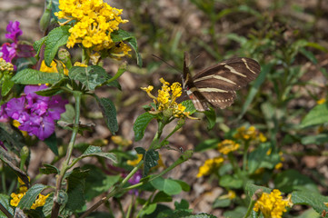 Zebra Longwing Butterfly using tongue to extract nectar from flower