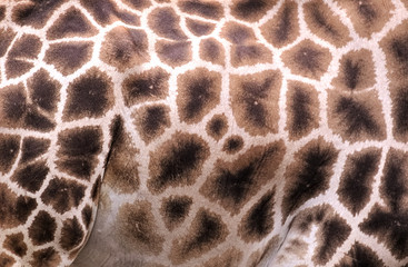 Pattern on the side of Rothschilds Giraffe (Giraffa camelopardalis rothschildi) © jojoo64