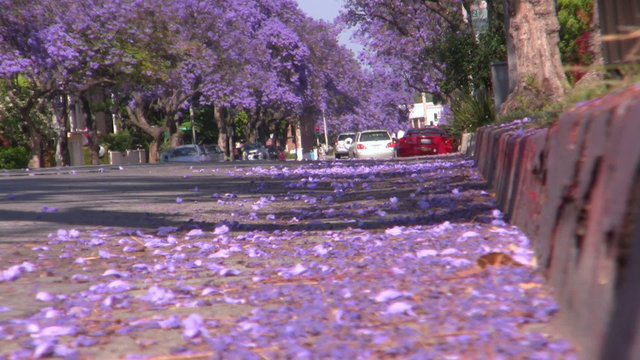 Jacaranda Tree at full bloom in Southern California streets