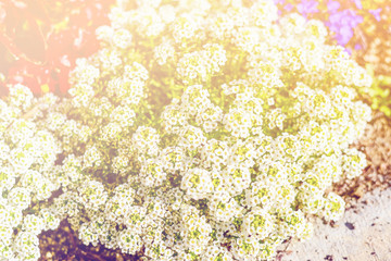 dreamy style photo with blurry and bokeh effects