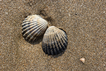 Shells on the beach