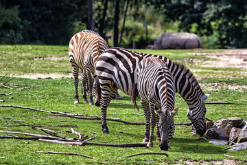 Zebras at the open plains pf Africa