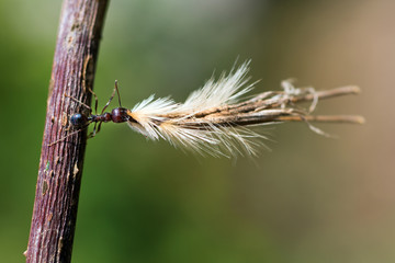 Fototapeta premium Ant carry the seeds
