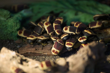 Several beetles of the Pachnoda marginata peregrina species