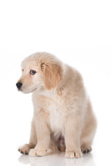 Guilty Golden Retriever puppy isolated on white background
