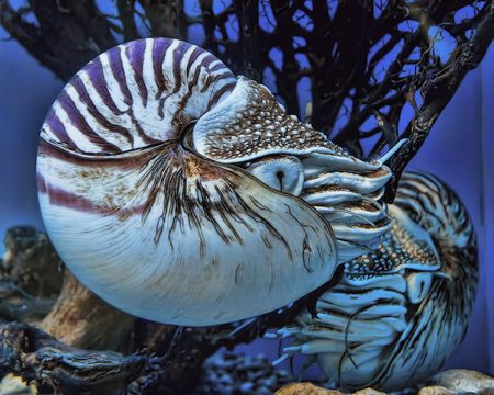 Live Nautilus Swimming In Aquarium